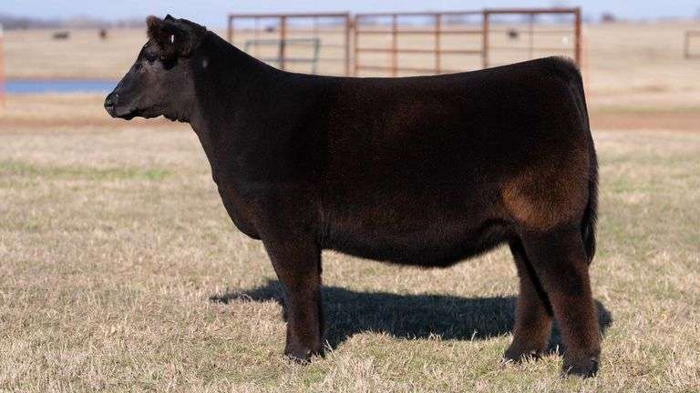 MOONEN TAG 217 HEIFER