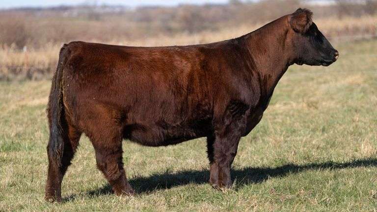 WEBSTER DONOR 191 X IN GOD WE TRUST EMBRYOS