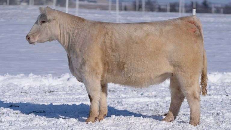 RCC TAG 2406 BRED HEIFER