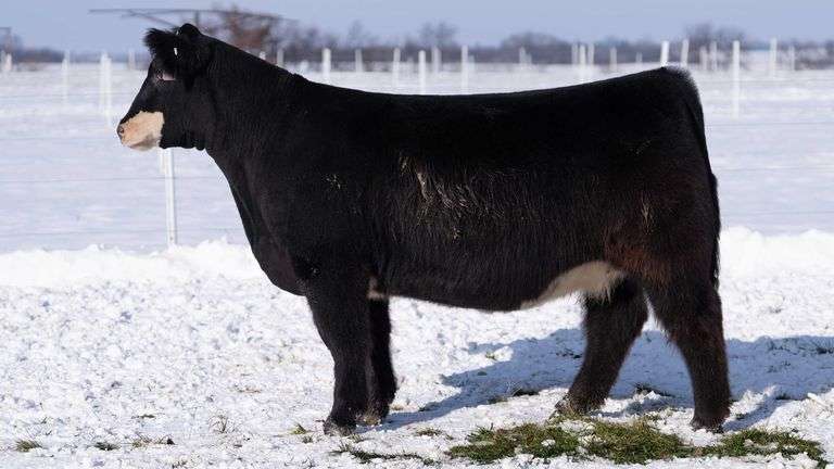 RCC TAG 2422 BRED HEIFER