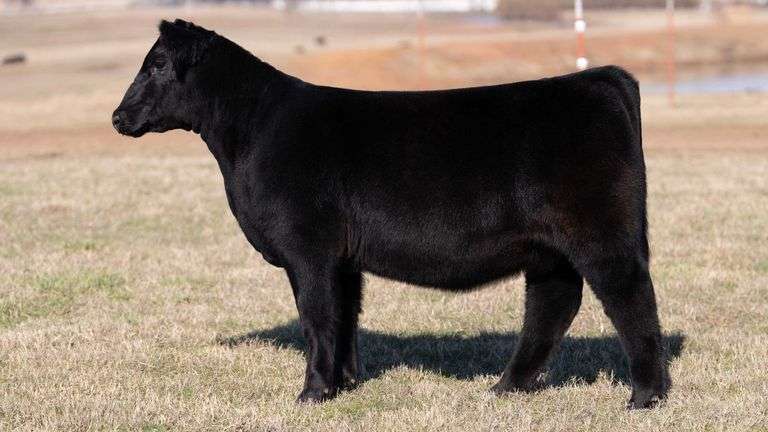 MOONEN/REIMANN NO TAG BROKER HEIFER