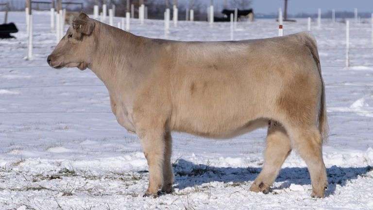 RCC TAG 2417 BRED HEIFER