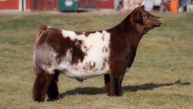 SEXED MALE BACK 2 GOOD SEMEN