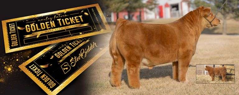 WEBSTER GOLDEN TICKET F SEXED MALE SEMEN