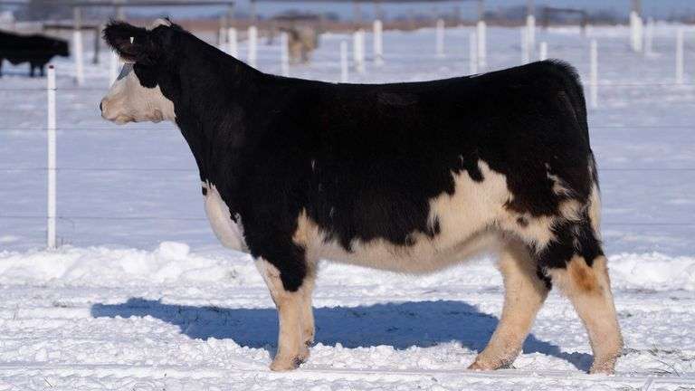 RCC TAG 2415 BRED HEIFER