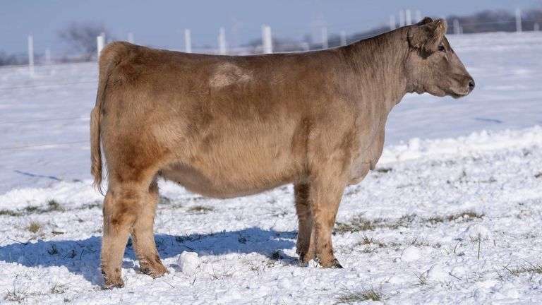 RCC TAG 2408 BRED HEIFER