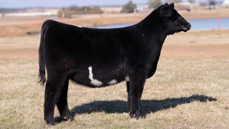 MOONEN NO TAG 401 BLK/WHITE PRIMO HEIFER