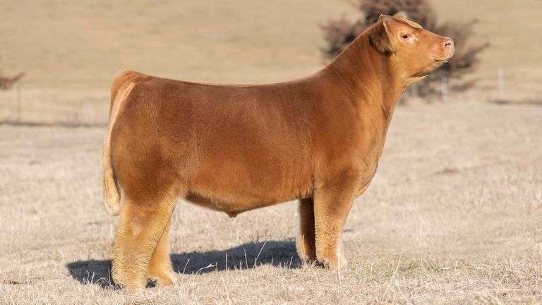 PAVED WITH GOLD SEXED MALE SEMEN