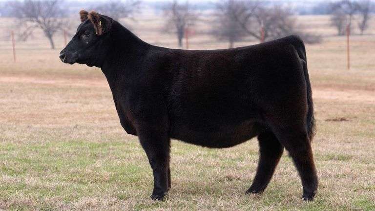 MOONEN TAG 214B HEIFER