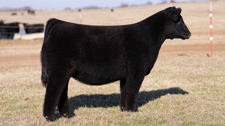 MOONEN/REIMANN TAG 26 HEIFER