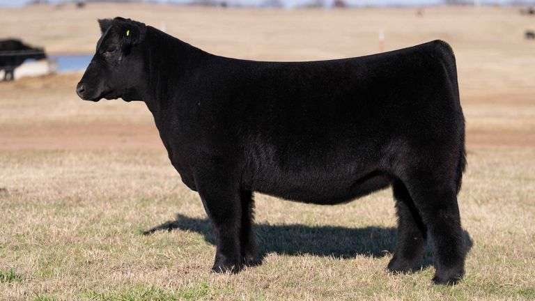 MOONEN TAG 189 HEIFER