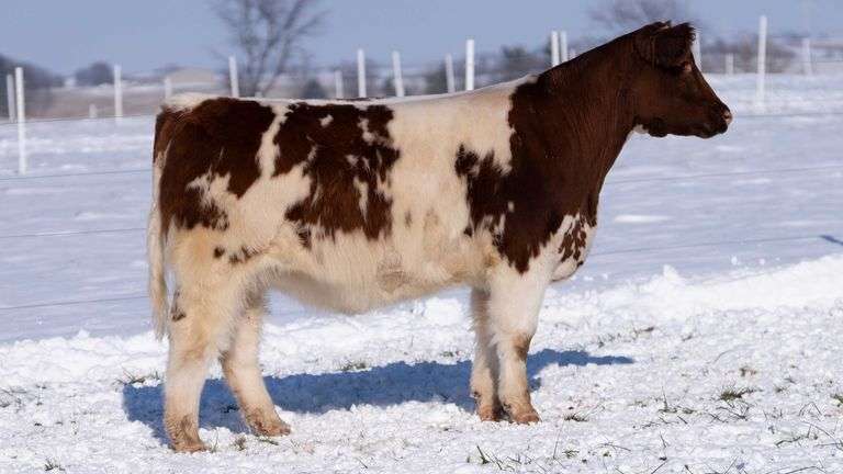 RCC TAG 2411 BRED HEIFER