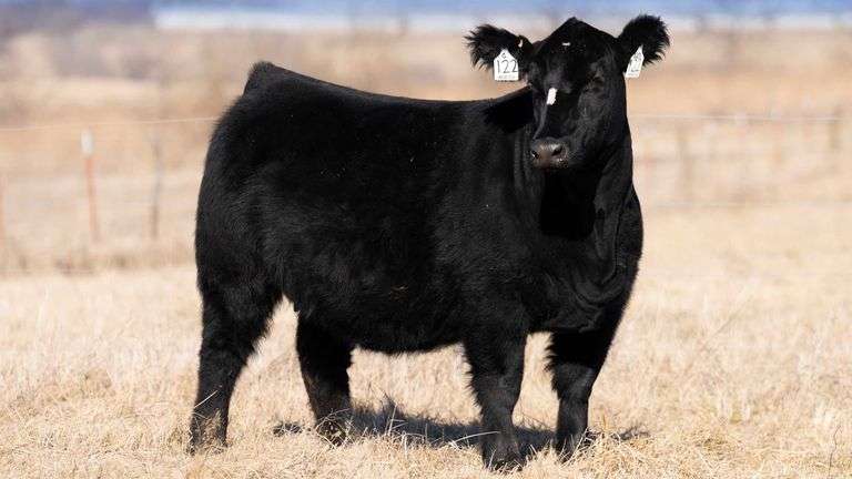 WEBSTER DONOR 122 X HIGH HOPES EMBRYOS