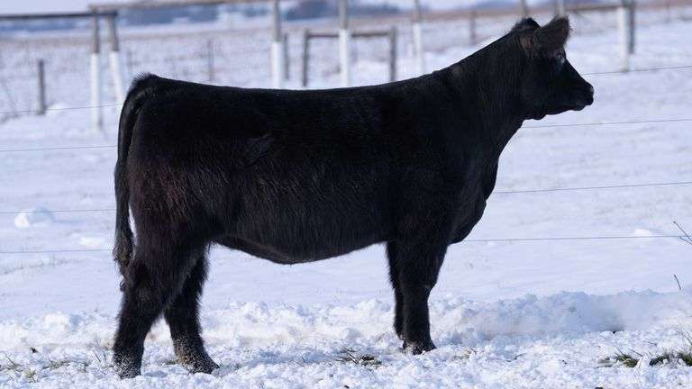 RCC TAG 2403 BRED HEIFER
