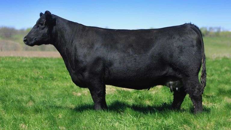 WEBSTER DONOR 399 X UDL NEW HEIGHTS EMBRYOS