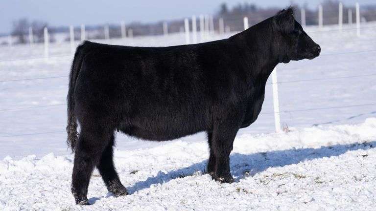 RCC TAG 24-11 BRED HEIFER