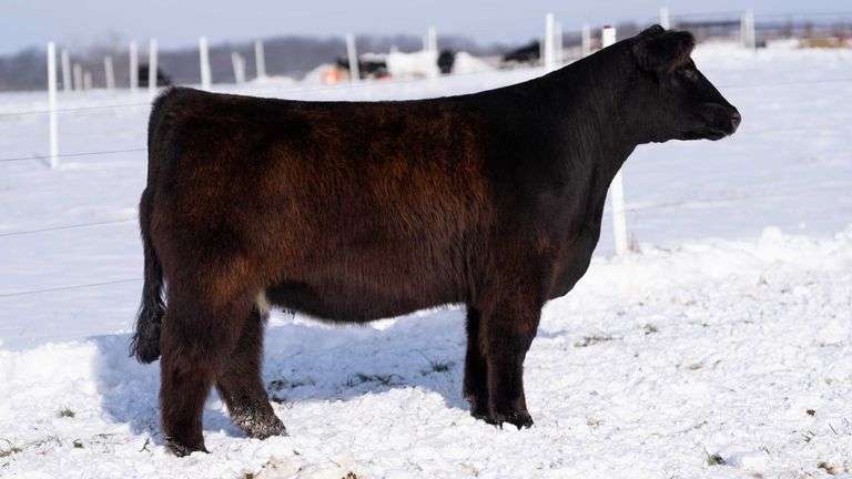 RCC TAG 2419 BRED HEIFER