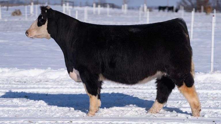 RCC TAG 2401 BRED HEIFER