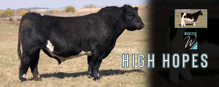 WEBSTER HIGH HOPES B SEMEN