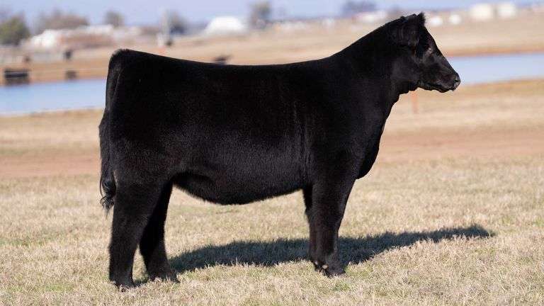 MOONEN/COOK TAG WHITE 2107 HEIFER