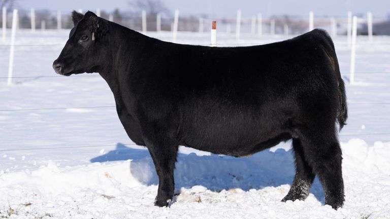 RCC TAG 2423 BRED HEIFER