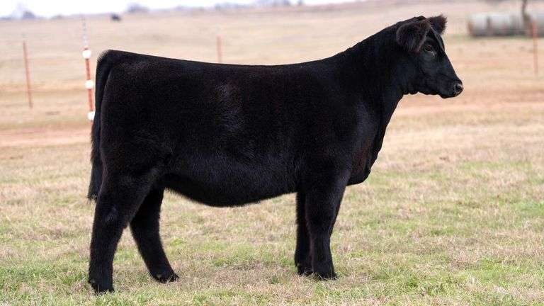 MOONEN NO TAG HEIFER