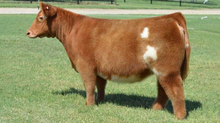 WELSHANS GINGER DONOR #248 FLUSH