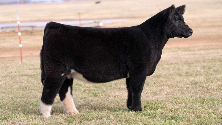 MOONEN/REIMANN TAG BLK & WHITE HEIFER