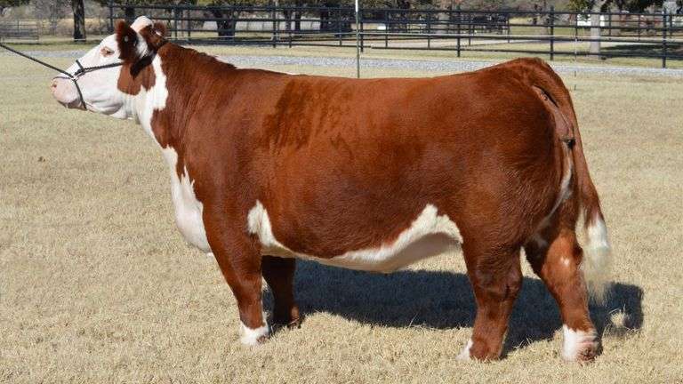 WELSHANS/AUSTIN WOLF TAG REBA 37A COW