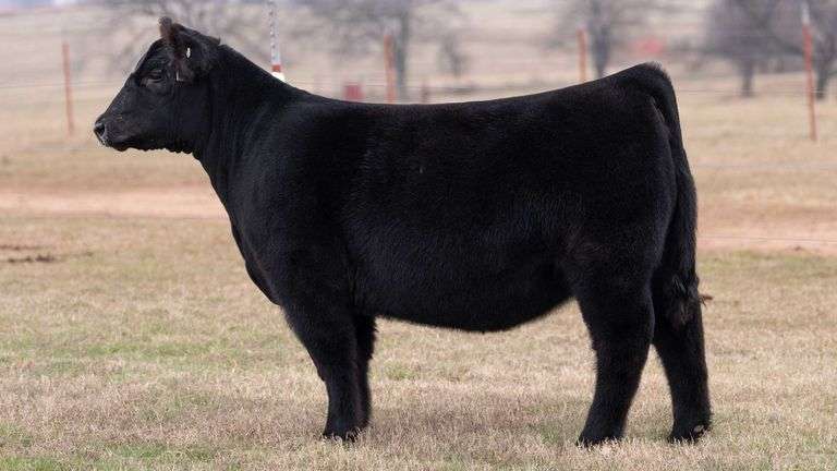 MOONEN/REIMANN TAG 308 HEIFER