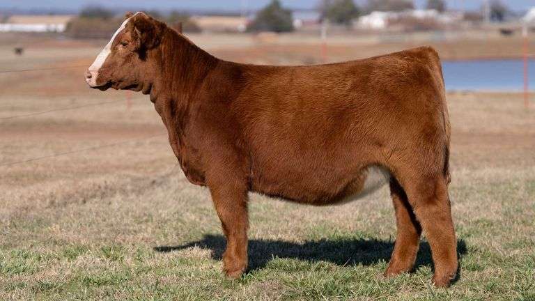 MOONEN/LOST GROVE TAG 97 HEIFER