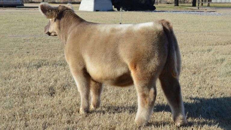 WELSHANS TAG 1624 HEIFER