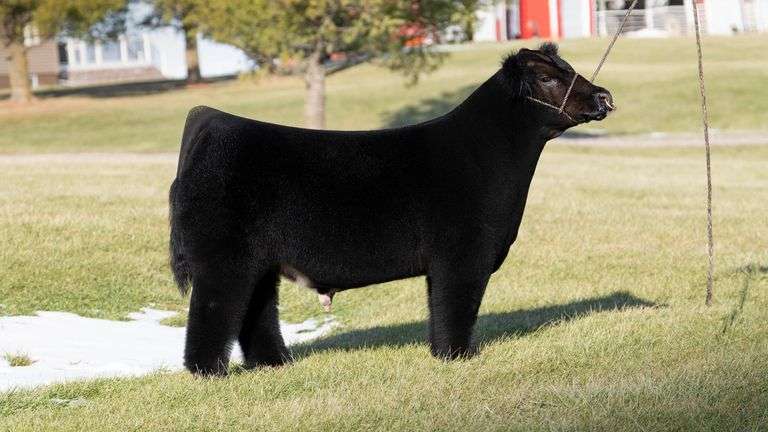 WEBSTER DONOR 201 X HOW GREAT THOU ART EMBRYOS