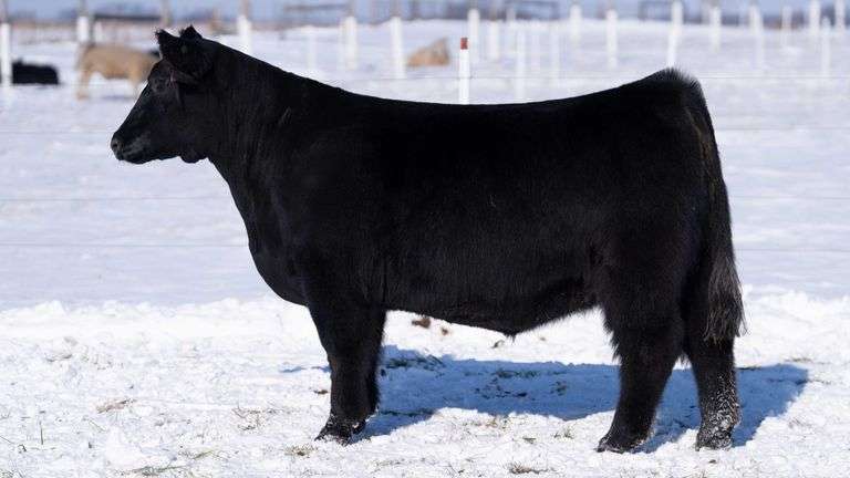 RCC TAG 24-1 BRED HEIFER