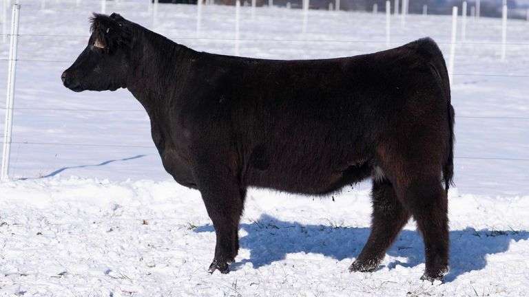 RCC TAG 2410 BRED HEIFER