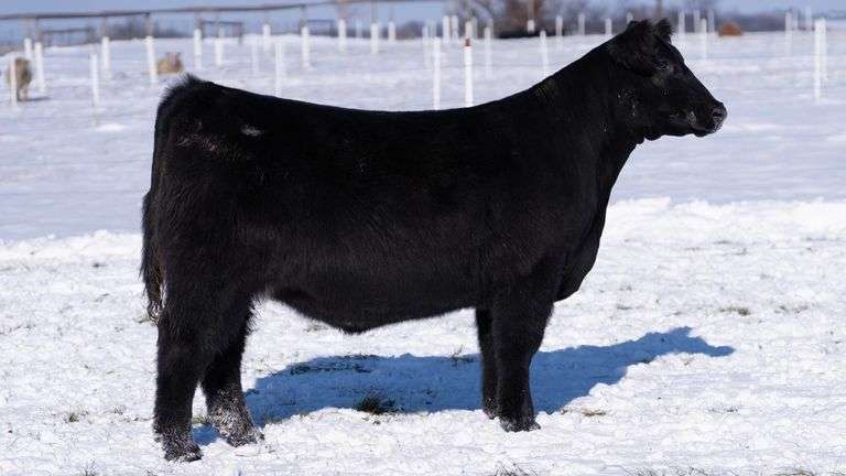 RCC TAG 2405 BRED HEIFER