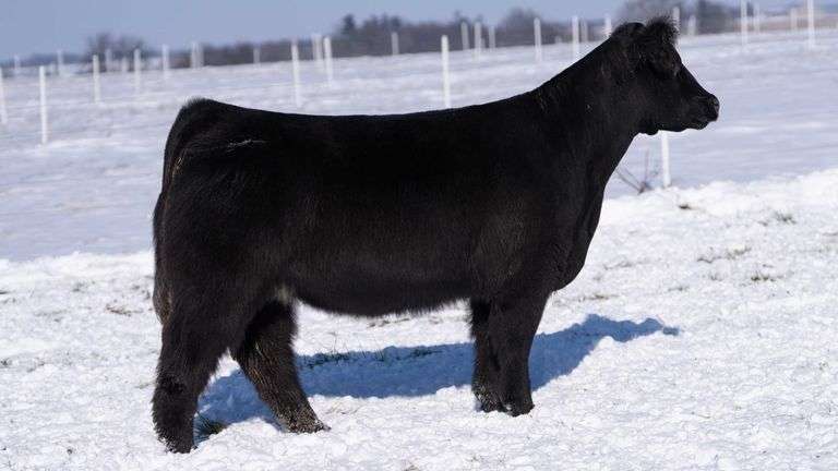 RCC TAG 2409 BRED HEIFER
