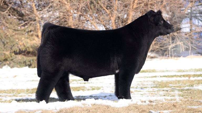 AUSTIN WOLF HOW GREAT THOU ART SEMEN