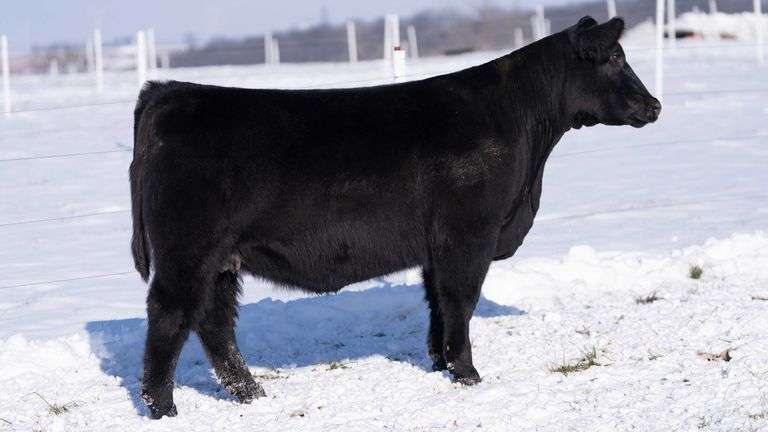 RCC TAG 2413 BRED HEIFER