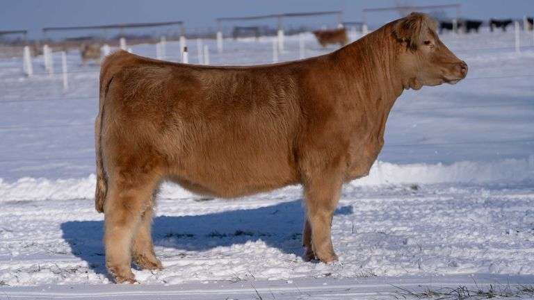 RCC TAG 24-12 BRED HEIFER