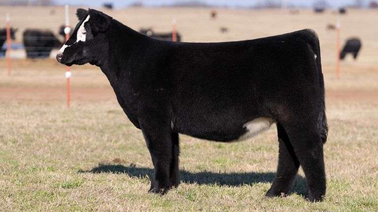 MOONEN TAG GAIG HEIFER