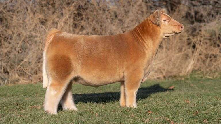 TRUST & OBEY SEXED MALE SEMEN