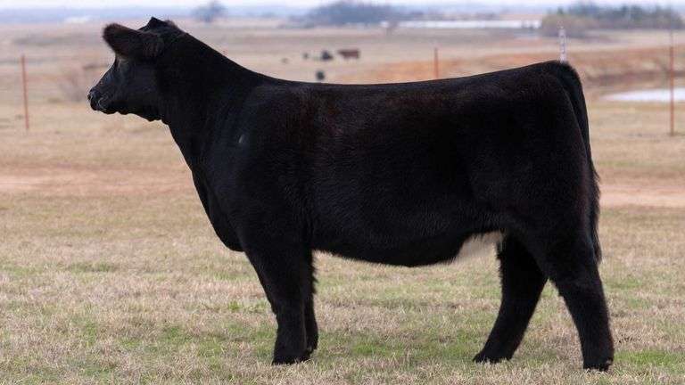 MOONEN TAG 40 HEIFER