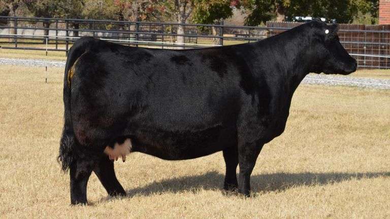 WELSHANS/AUSTIN WOLF TAG 074G BRED COW