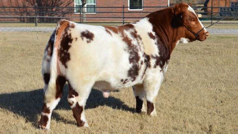 WELSHANS RTC MERLIN TAG 1803M BULL