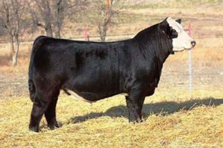 AUSTIN WOLF LOADED UP SEMEN