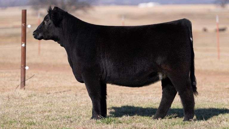 JACKSON TAG 4219 HEIFER