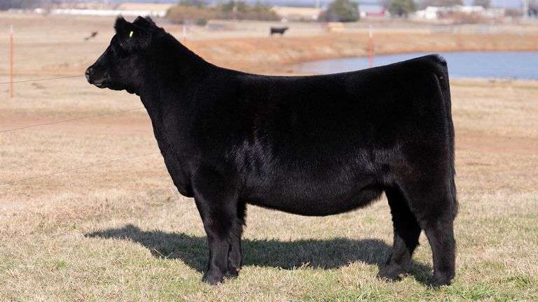 MOONEN TAG J414 HEIFER