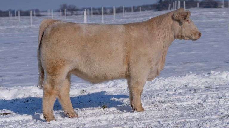 RCC TAG 2407 BRED HEIFER
