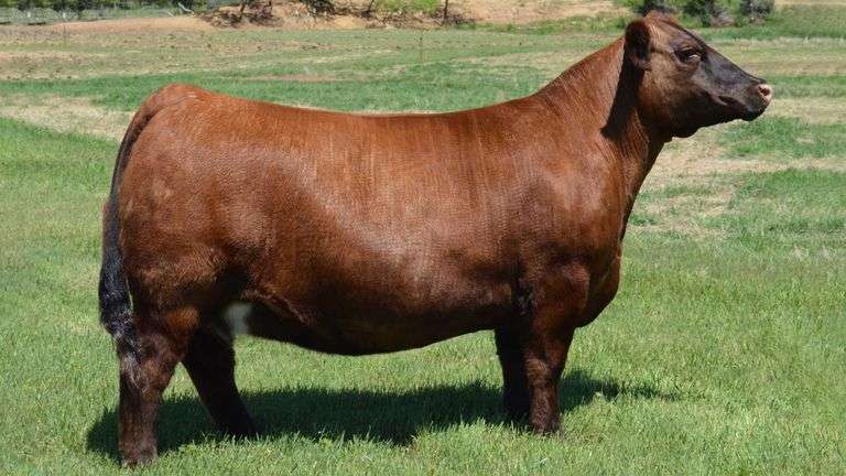 WELSHANS JBOY EMMA 080H EMBRYOS